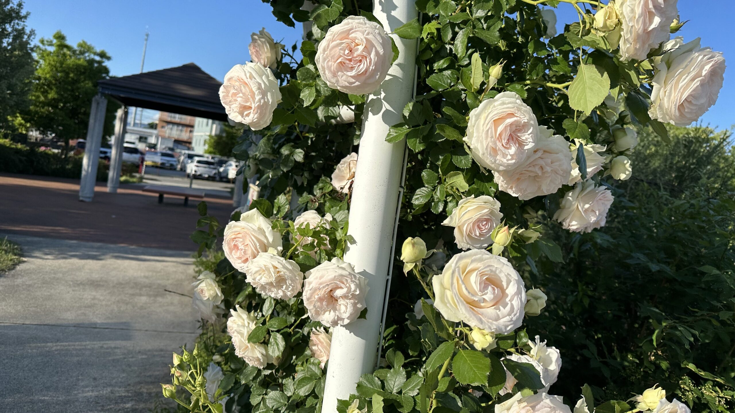 色とりどりの花が植えてある