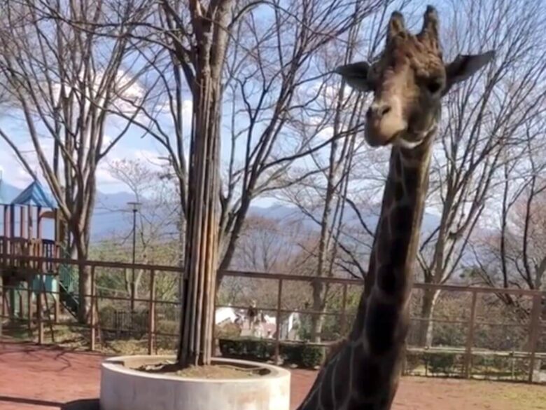 茶臼山動物園の見どころ