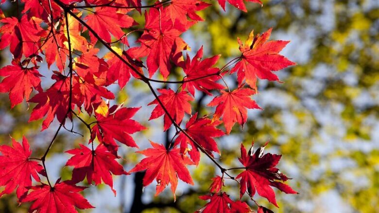 長野の紅葉はいつから？