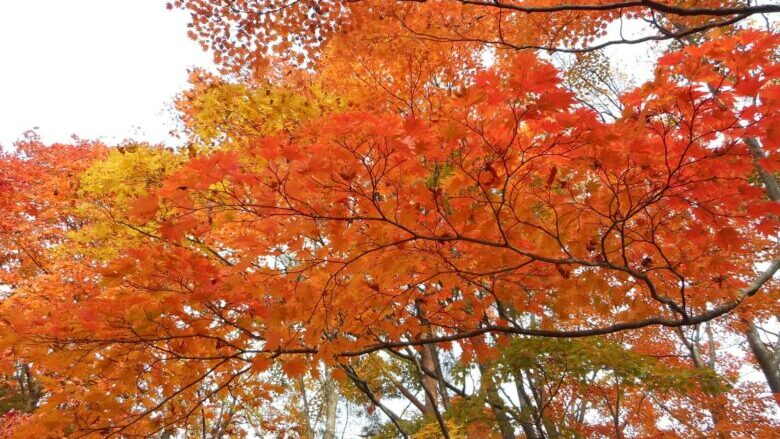 高遠城址公園の紅葉の見ごろはいつ？