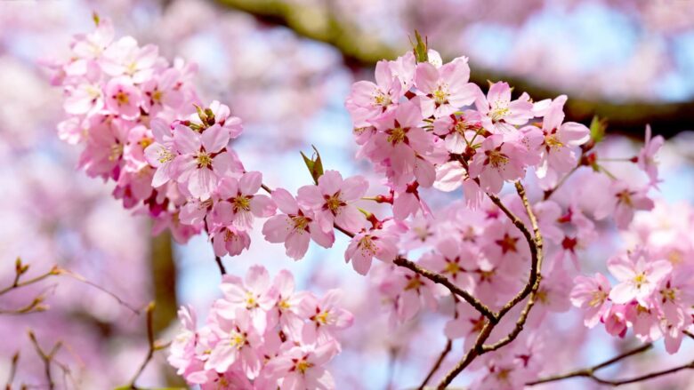 高遠城址公園桜混雑