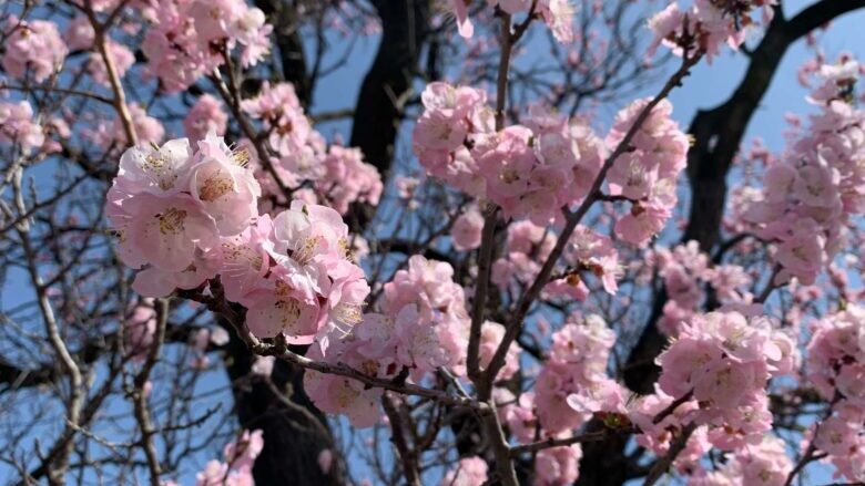 千曲市あんずの里｜あんず開花・見頃まとめ