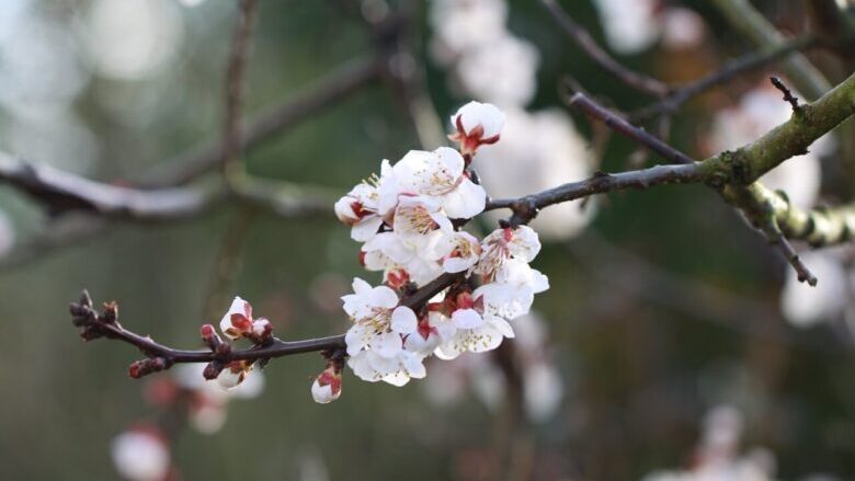 あんずの里の開花予想と見頃