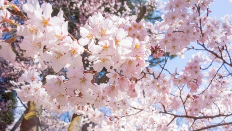 高遠城址公園の桜見頃