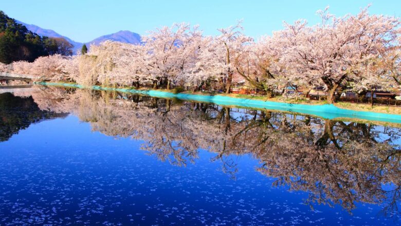 臥竜公園の桜の見頃