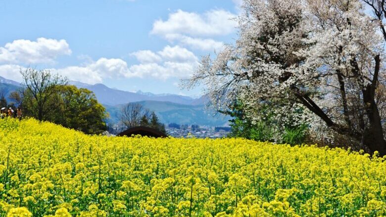 飯山菜の花公園2024の見頃